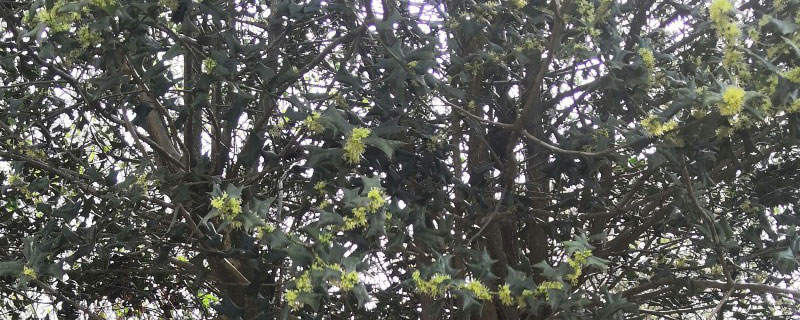 20公分枸骨树多少钱一颗