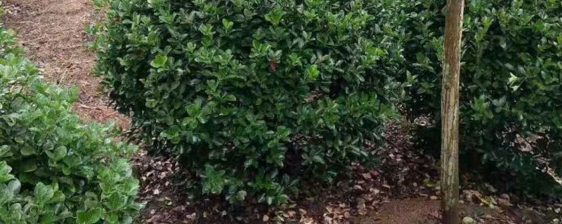 10公分无刺枸骨价格多少钱一棵