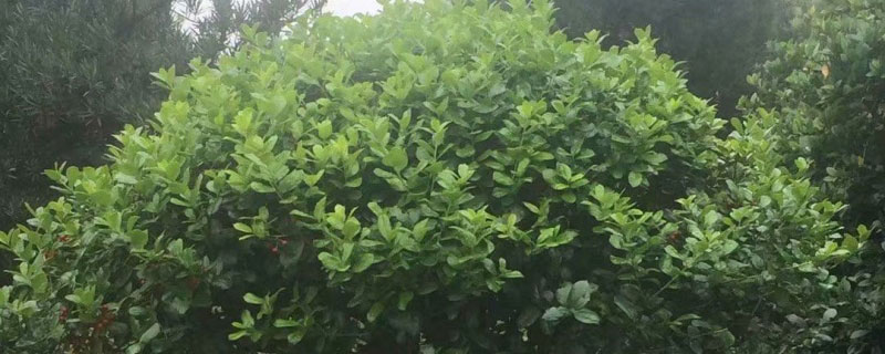 6公分无刺枸骨价格多少钱一棵