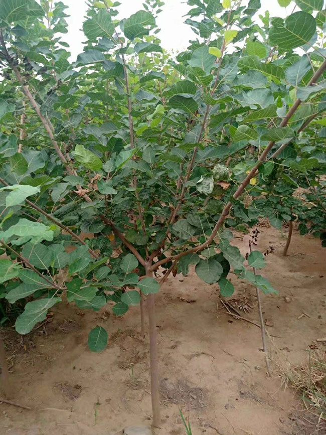 黄栌价格多少钱一棵?黄栌的种植技术