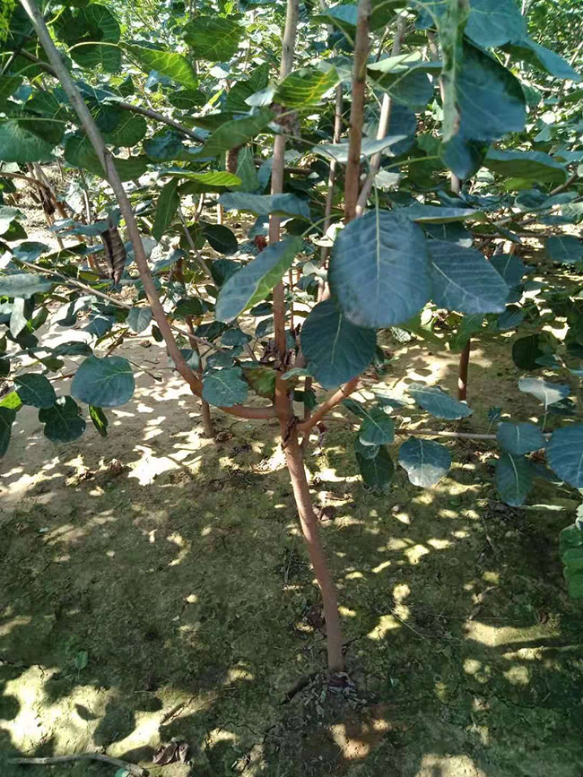 黄栌价格多少钱一棵?黄栌的种植技术