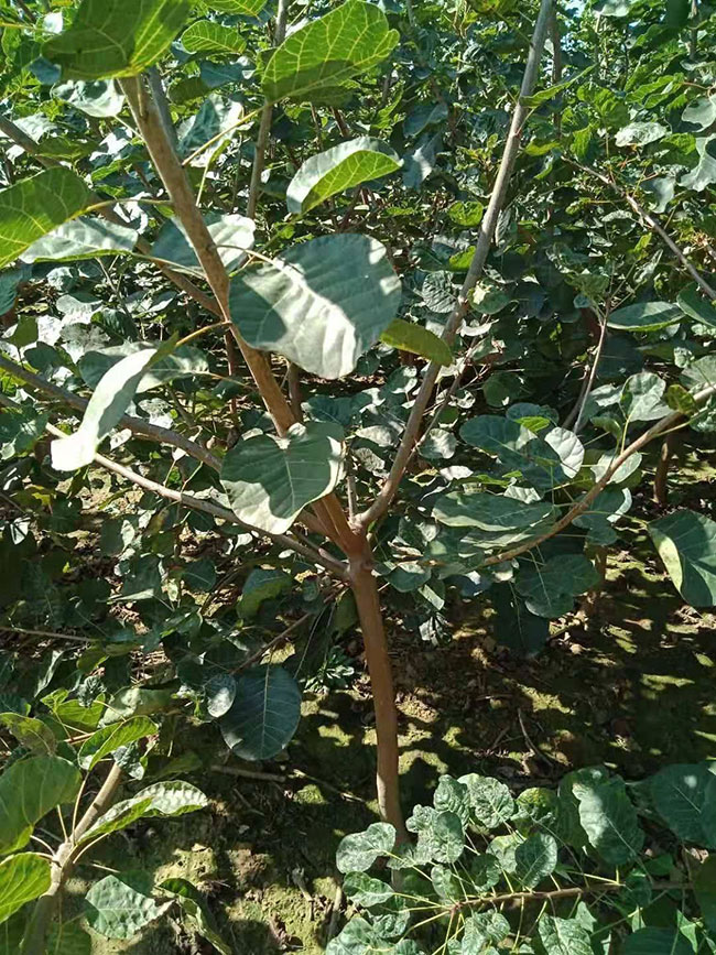 黄栌价格多少钱一棵?黄栌的种植技术