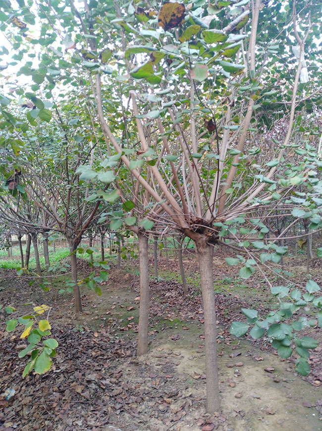 黄栌价格多少钱一棵?黄栌的种植技术