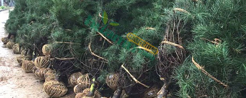 华山松小苗价格多少钱一棵 华山松小苗价格多少钱一棵