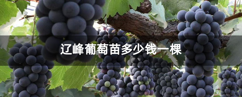辽峰葡萄苗多少钱一棵