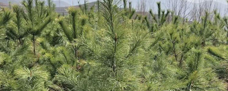 4.5米华山松价格多少钱一棵