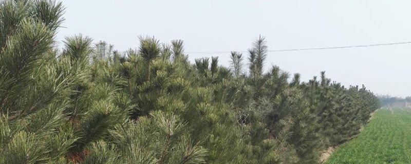 3.5米华山松价格多少钱一棵 3.5米华山松价格多少钱一棵