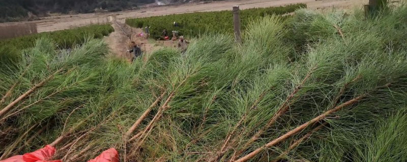4公分湿地松价格多少钱一棵