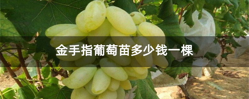 金手指葡萄苗多少钱一棵