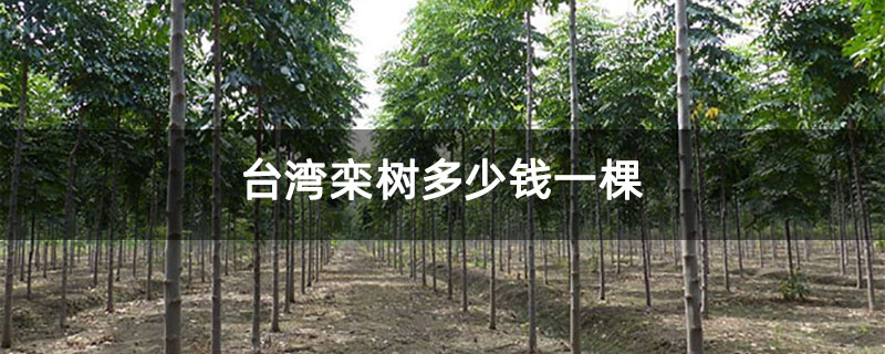 台湾栾树多少钱一棵