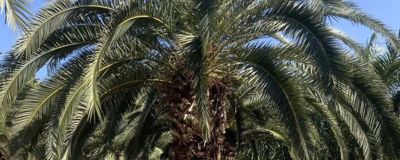 6米加拿利海枣树价格多少钱一棵