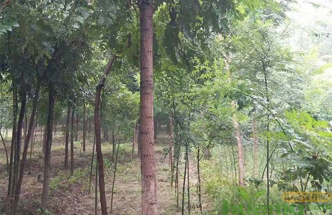 15公分栾树基地实拍