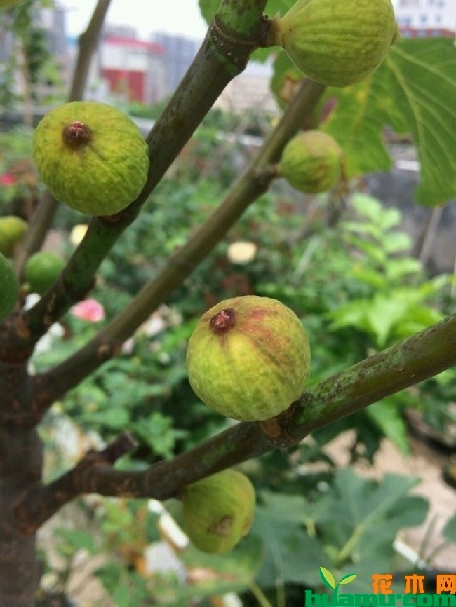 布兰克无花果苗价格