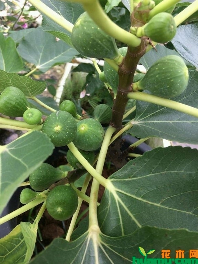 无花果 无花果