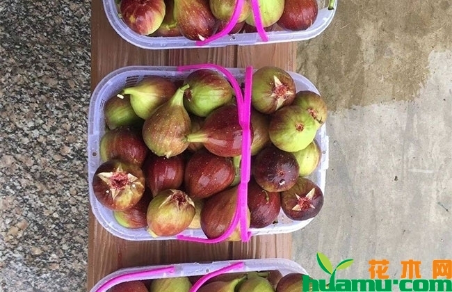 大青皮无花果苗报价 大青皮无花果苗报价