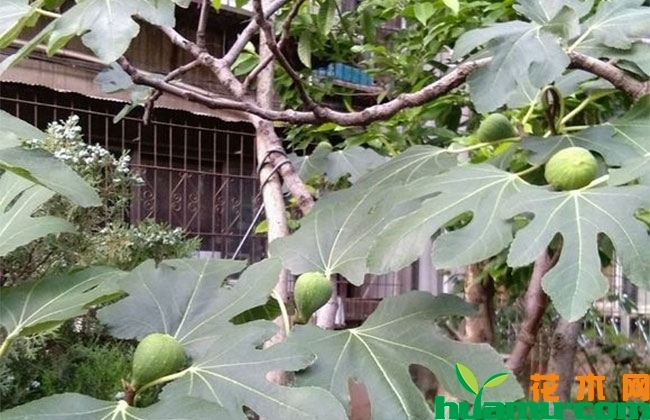 大青皮无花果苗报价 大青皮无花果苗报价