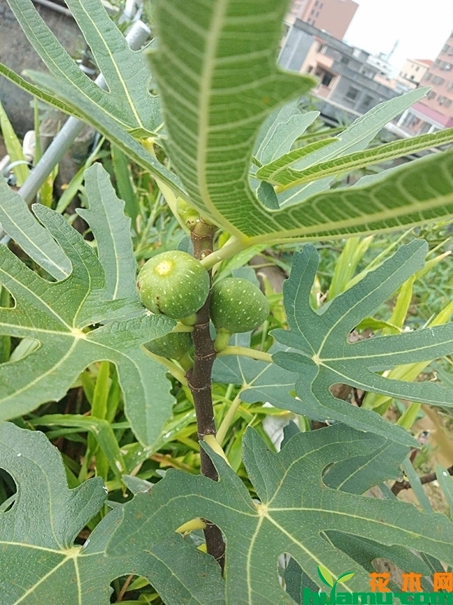 青皮无花果苗多钱一棵?