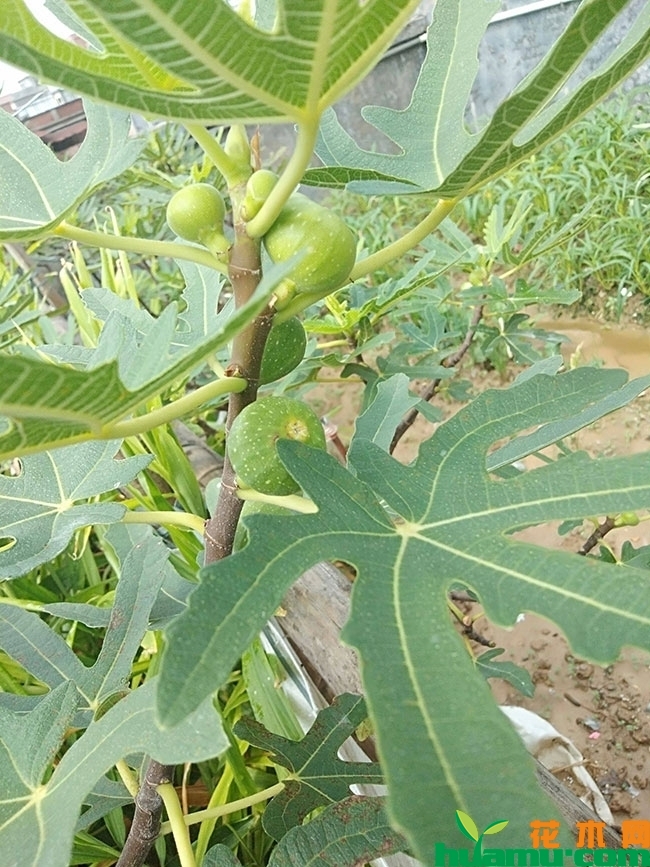 大青皮无花果苗报价 大青皮无花果苗报价