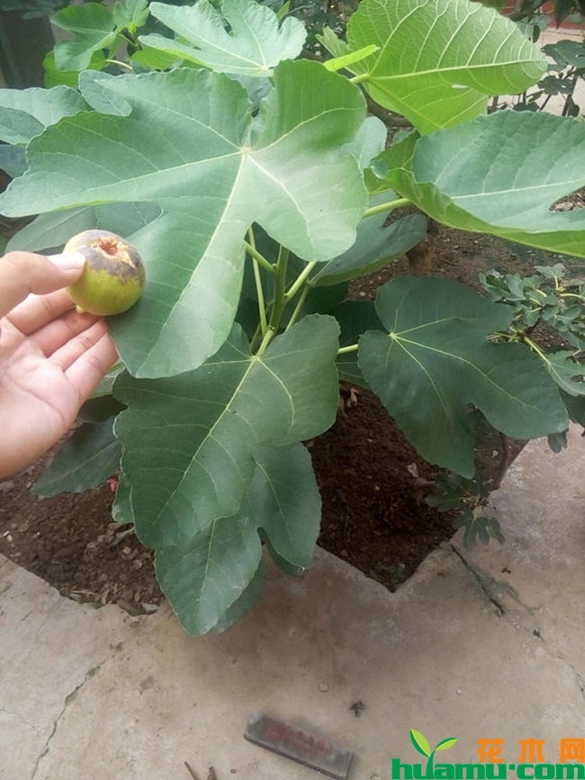 巴劳奈无花果苗多少钱一株 巴劳奈无花果苗多少钱一株