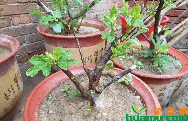 巴劳奈无花果苗多少钱一株 巴劳奈无花果苗多少钱一株