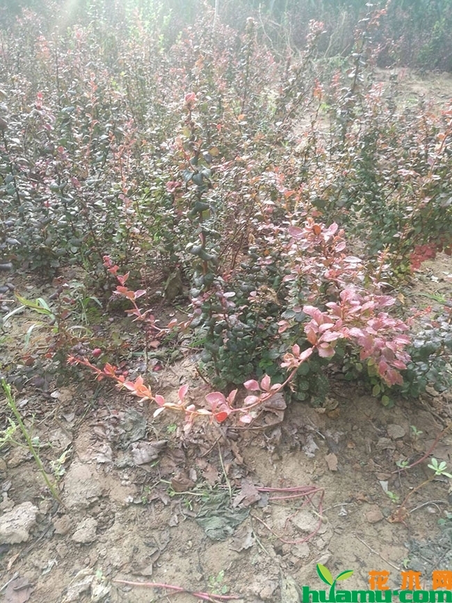 红叶小檗球市场价格