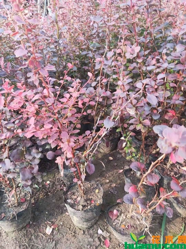 红叶小檗球