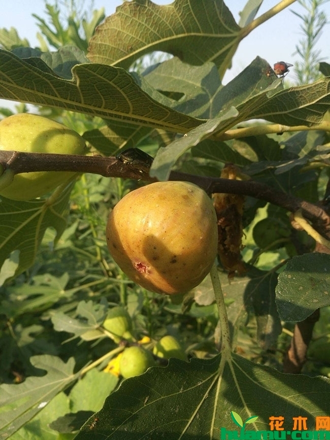大芭无花果苗价格
