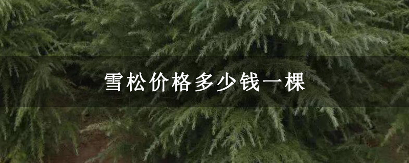 雪松价格多少钱一棵