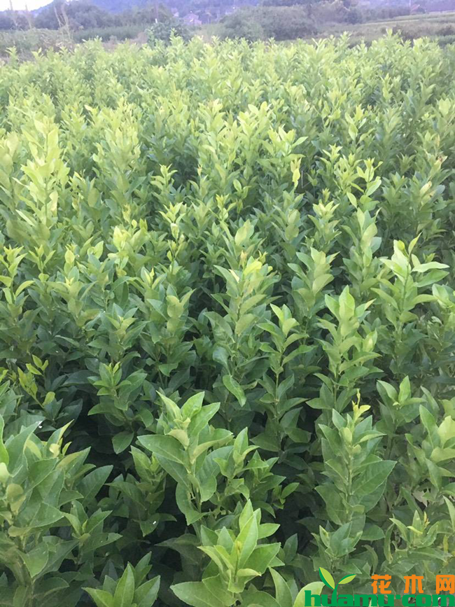 柠檬苗种植方法.png