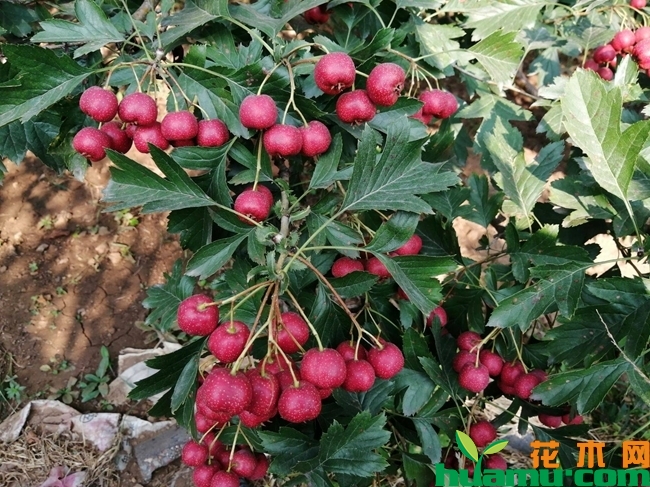 山楂树苗多少钱一棵？山楂树苗什么品种最好？