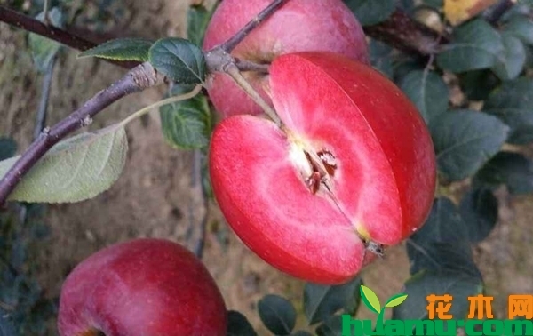 红心苹果树苗多少钱？哪里有卖？红心苹果树苗栽培技术