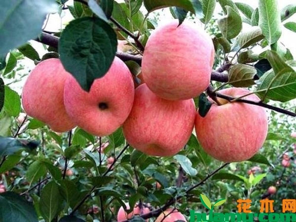 红心苹果