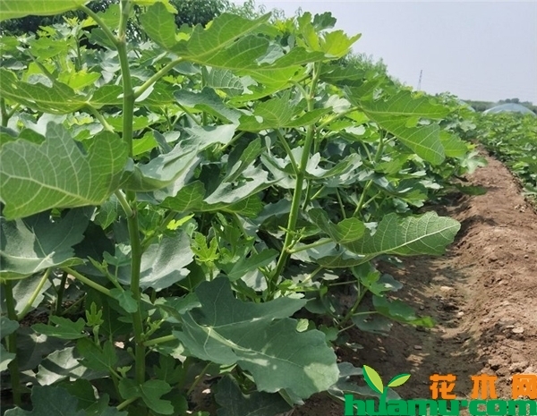 2019年无花果树苗价格，无花果树苗多少钱一株