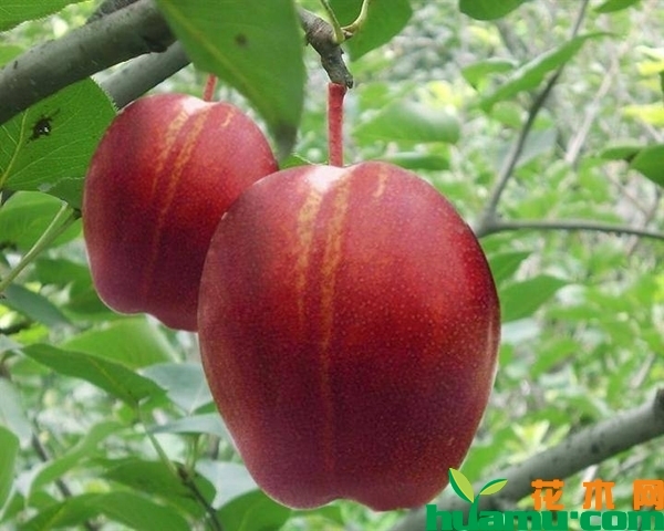 红心苹果