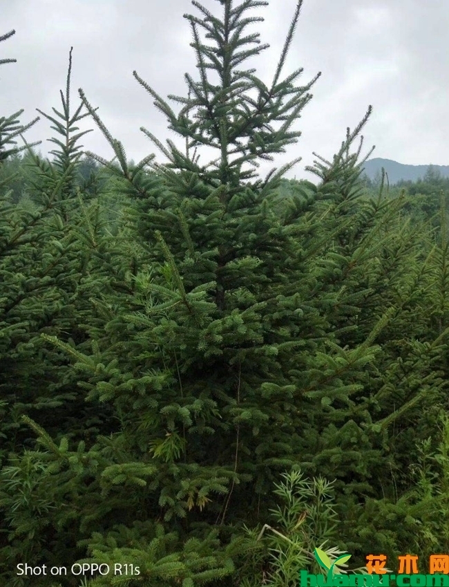 云杉树苗多少钱一棵？云杉树苗种植技术有哪些？