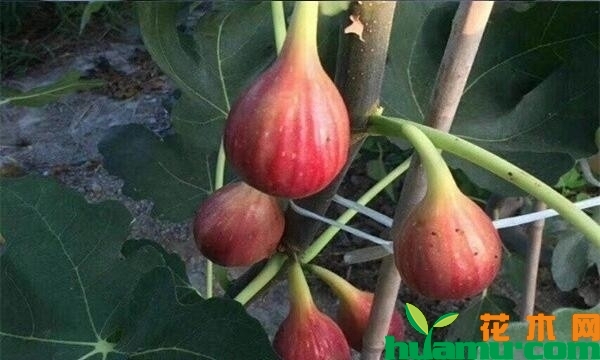 无花果树苗