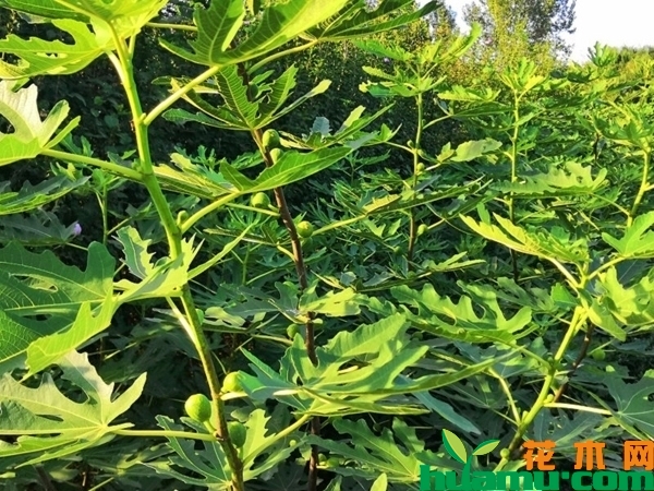 无花果树苗
