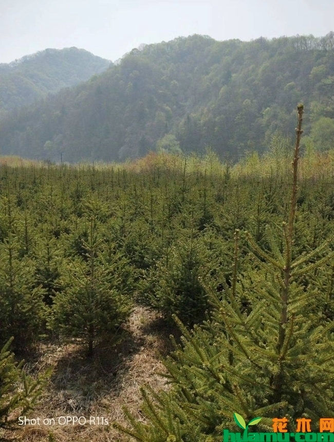 云杉树苗种植技术.jpeg