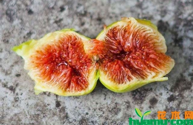 2019年无花果价格多少钱一斤?