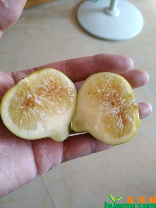 无花果 无花果