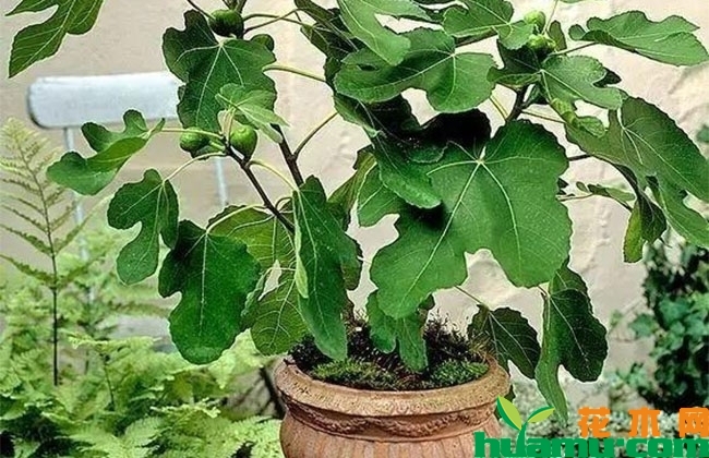 无花果树苗多少钱?家里可以种无花果吗? 无花果树苗多少钱?家里可以种无花果吗?