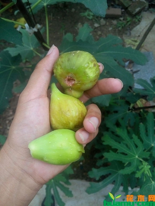 无花果 无花果
