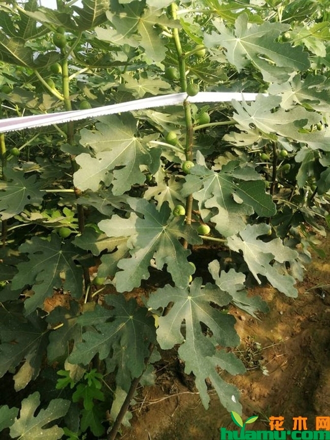 无花果种苗多少钱一棵?什么品种好? 无花果种苗多少钱一棵?什么品种好?