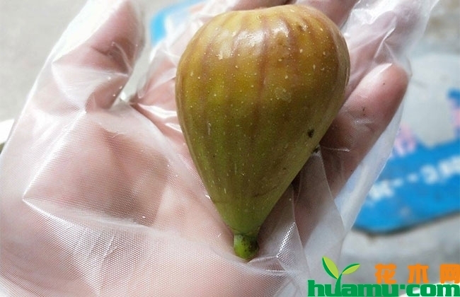 无花果种苗多少钱一棵?什么品种好? 无花果种苗多少钱一棵?什么品种好?