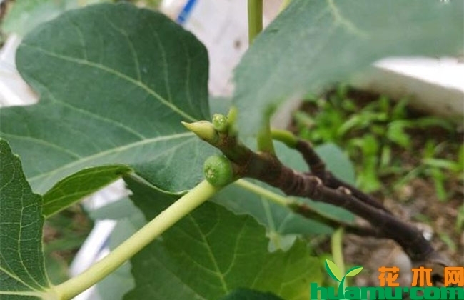 无花果树苗多少钱?家里可以种无花果吗? 无花果树苗多少钱?家里可以种无花果吗?