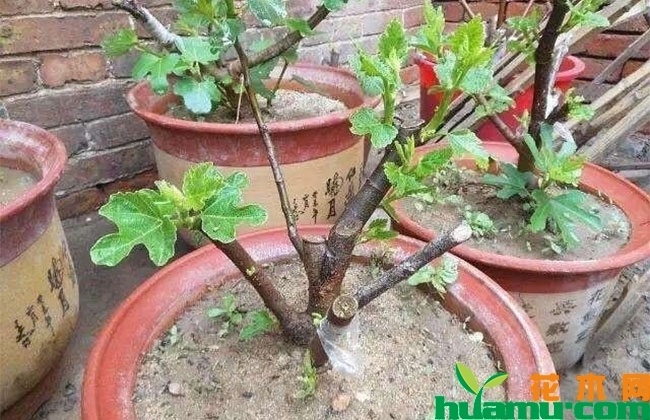 无花果树苗多少钱?家里可以种无花果吗? 无花果树苗多少钱?家里可以种无花果吗?