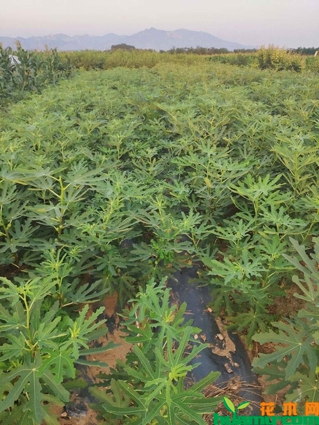 无花果种苗多少钱一棵?什么品种好? 无花果种苗多少钱一棵?什么品种好?