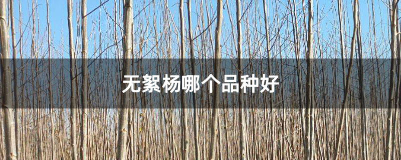 无絮杨哪个品种好