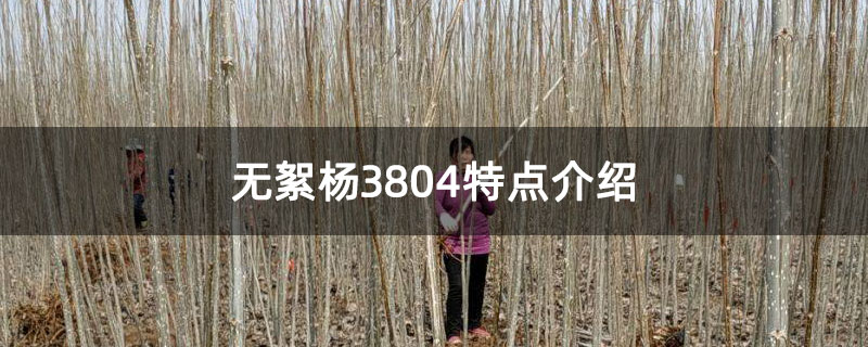 无絮杨3804特点介绍