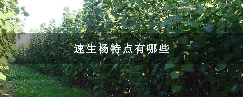 速生杨特点有哪些